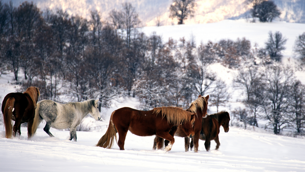 Pferde im Winter