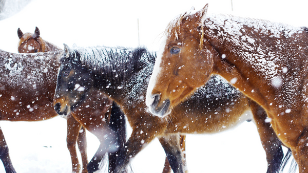 Pferde im Schnee