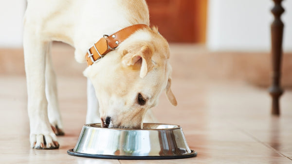 Un chien mange du riz dans sa gamelle