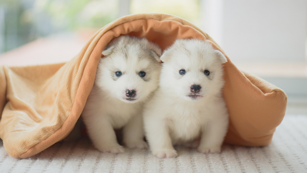 Excrétion chez les chiots : les chiots se trouvent sous une couverture