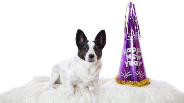 Hund liegt neben einer "Happy New Year" Party-Mütze