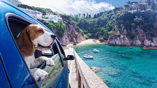 Le chien regarde par la fenêtre de la voiture au bord du lac