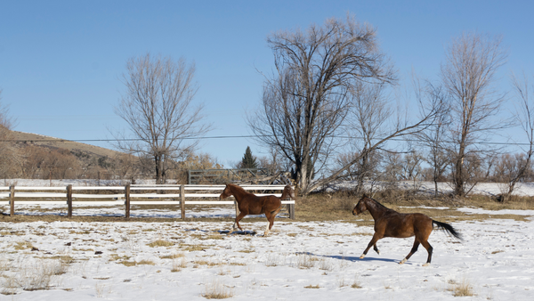 Pferde im Winter auf der Weide 