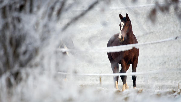 Winter Pferd