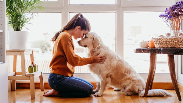 Le chien est épuisé par l'entraînement à la maison