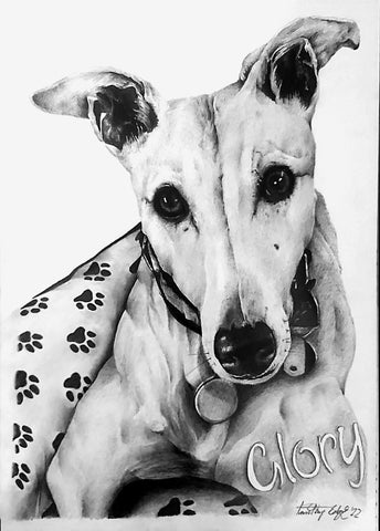 greyhound pencil portrait