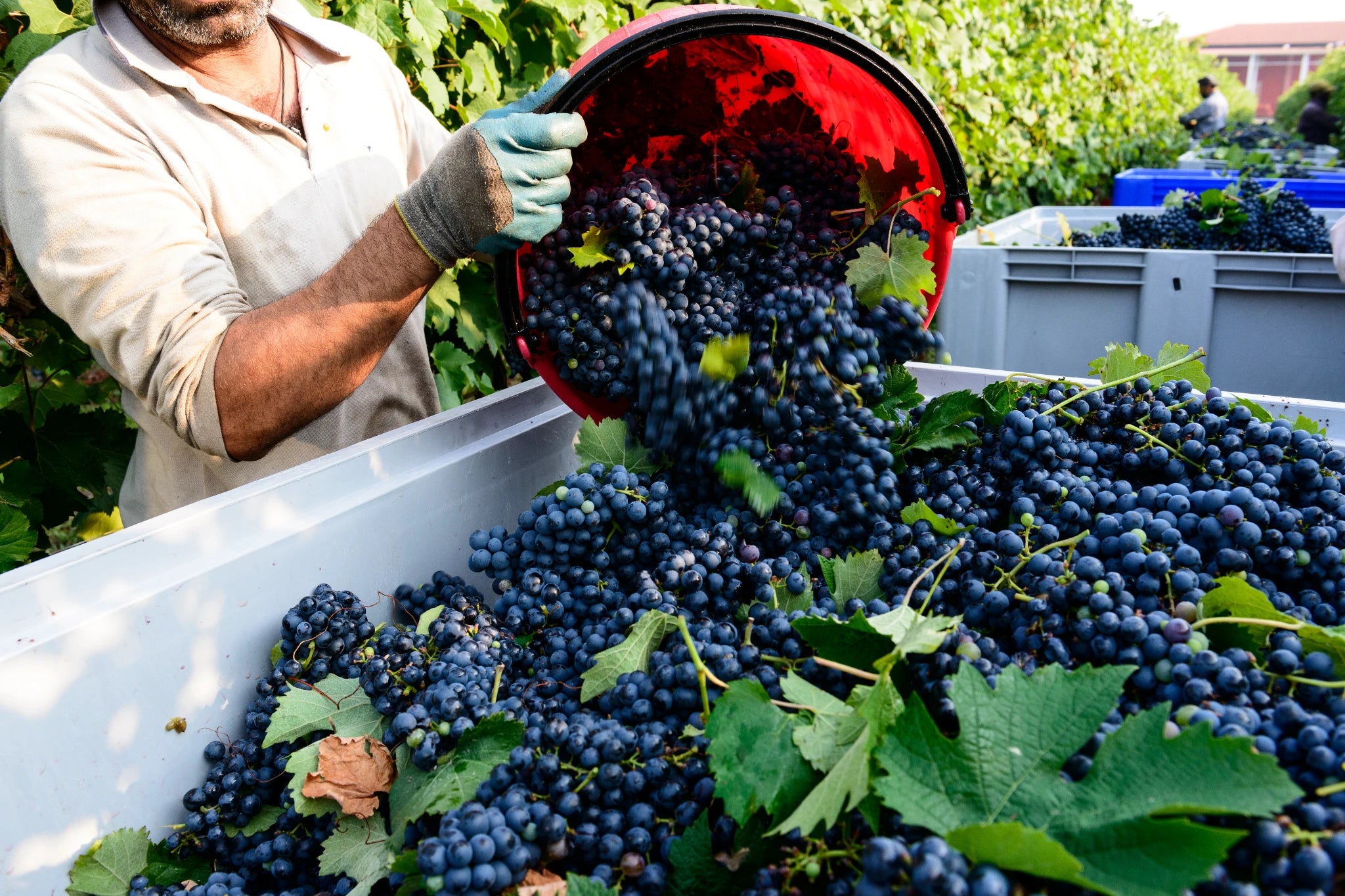 A winegrower in his vineyard