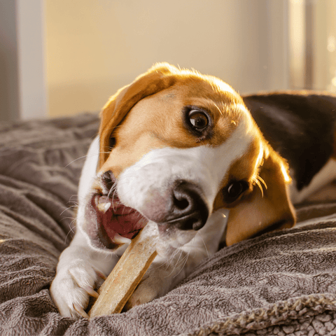 Dog with chew