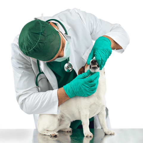 Vet dental check up