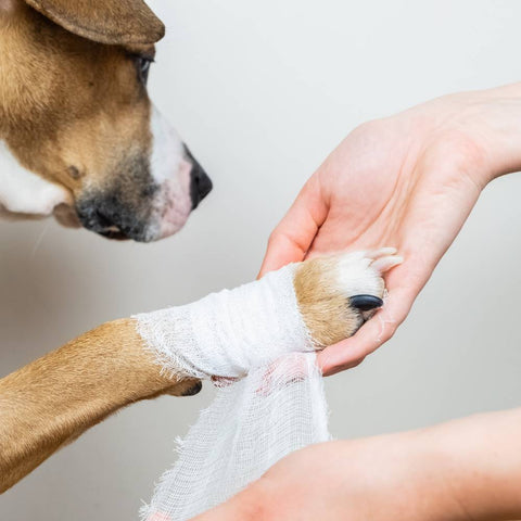 Bandaging dog's paw