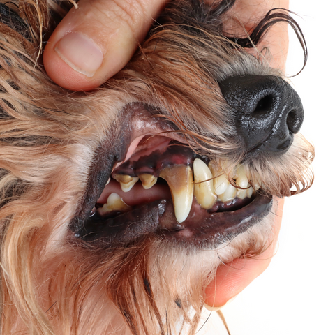 dog's teeth with tartar