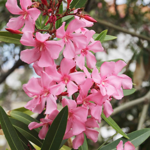 oleander