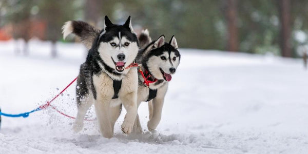 dog sledging