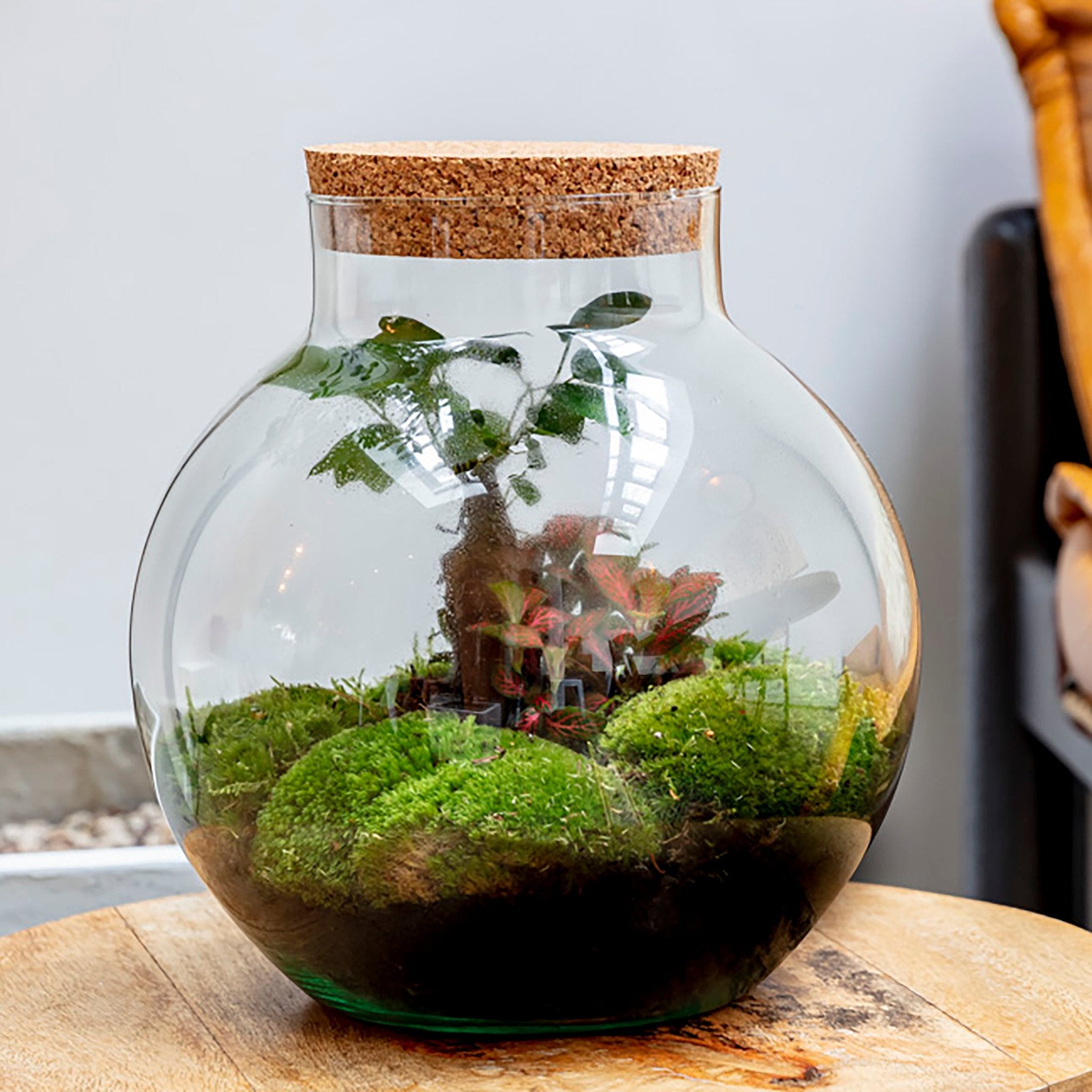 Bolder Bonsai - Terrarium - 30cm