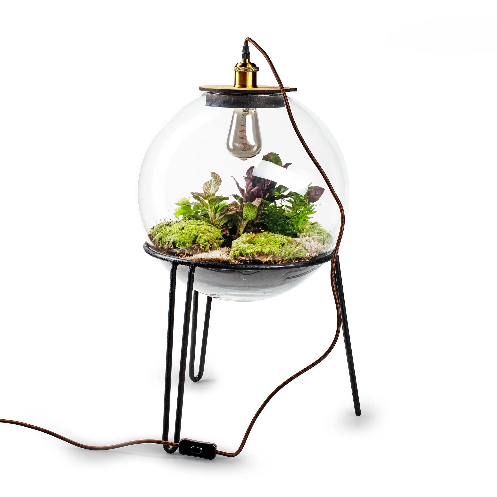 Demeter Botanical incl. standaard - Terrarium met lamp - 60cm