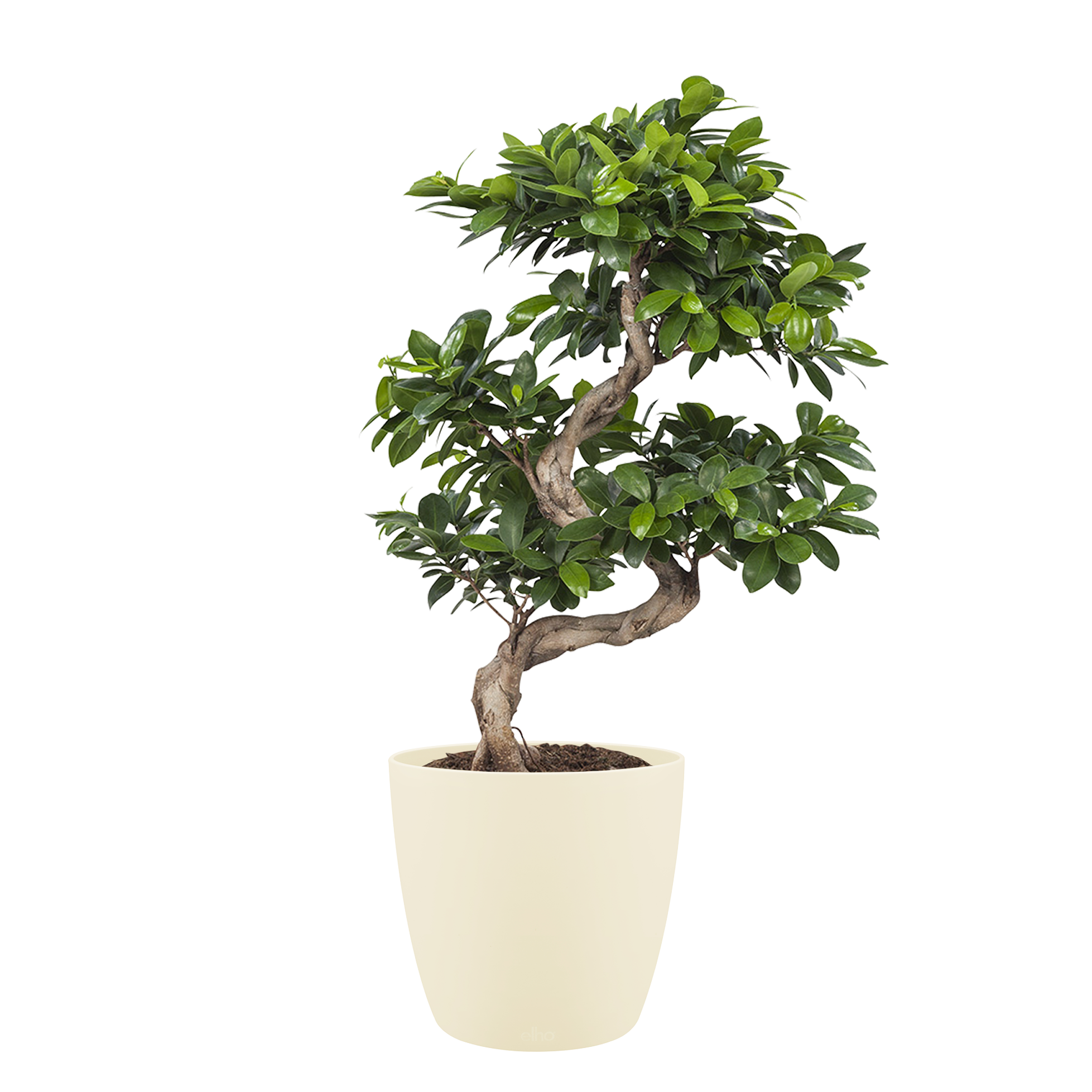 Ficus Gin Seng Bonsai met Elho Brussels Round pot Soap