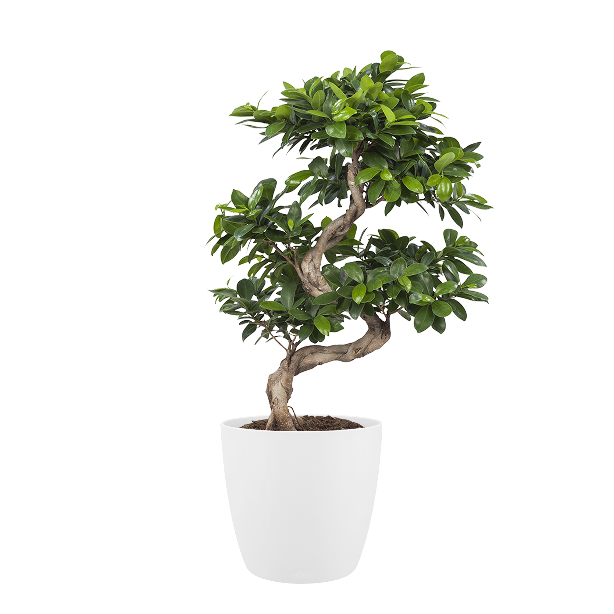 Ficus Gin Seng Bonsai met Elho Brussels Round pot White