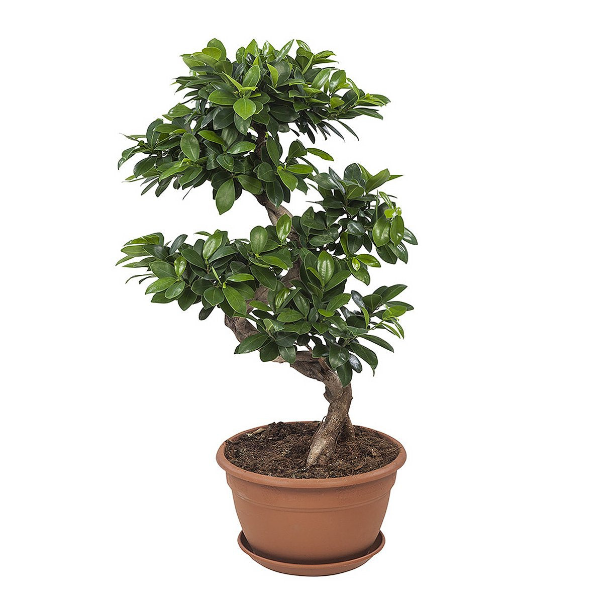 Ficus Gin Seng Bonsai