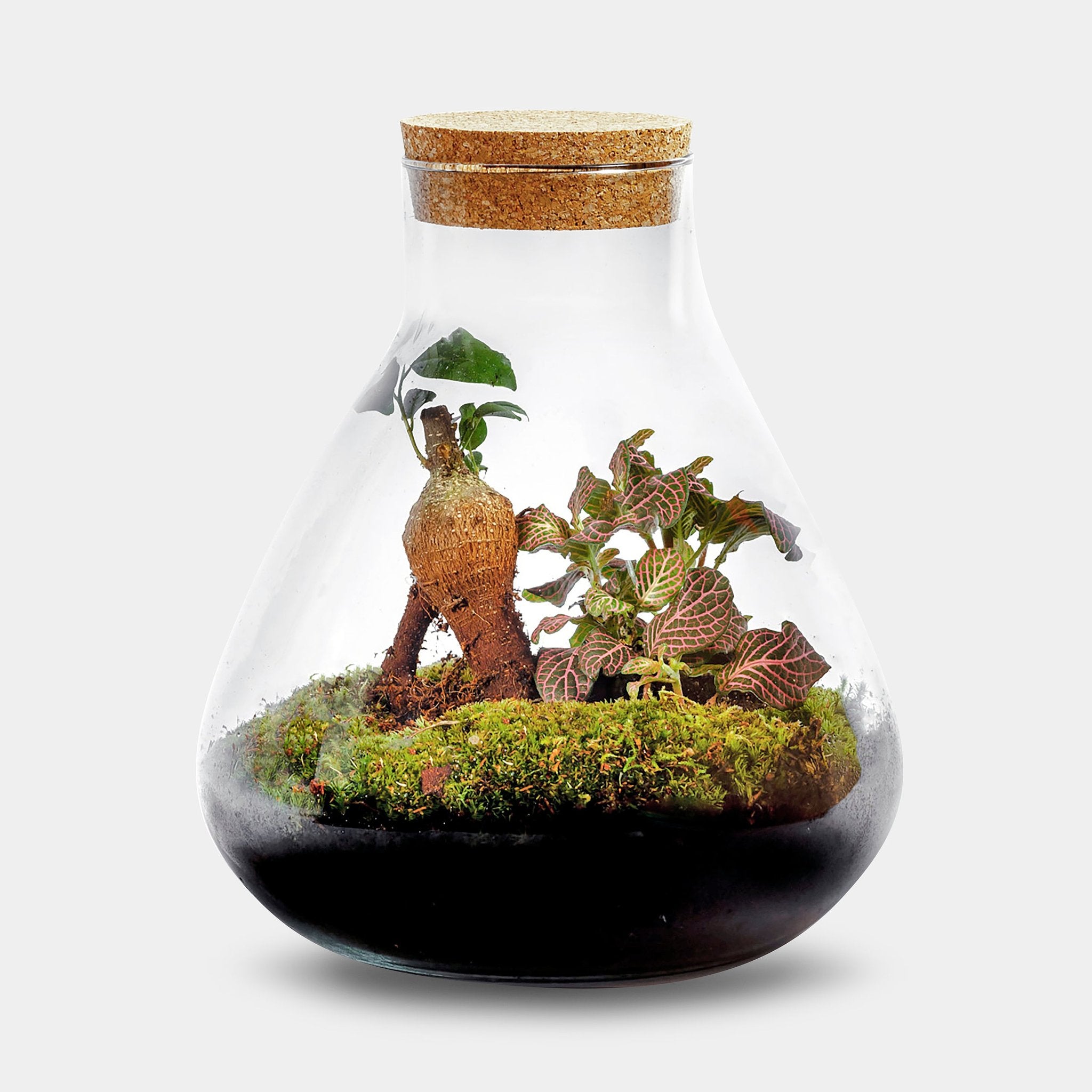 Flora Bonsai - Terrarium - 20cm