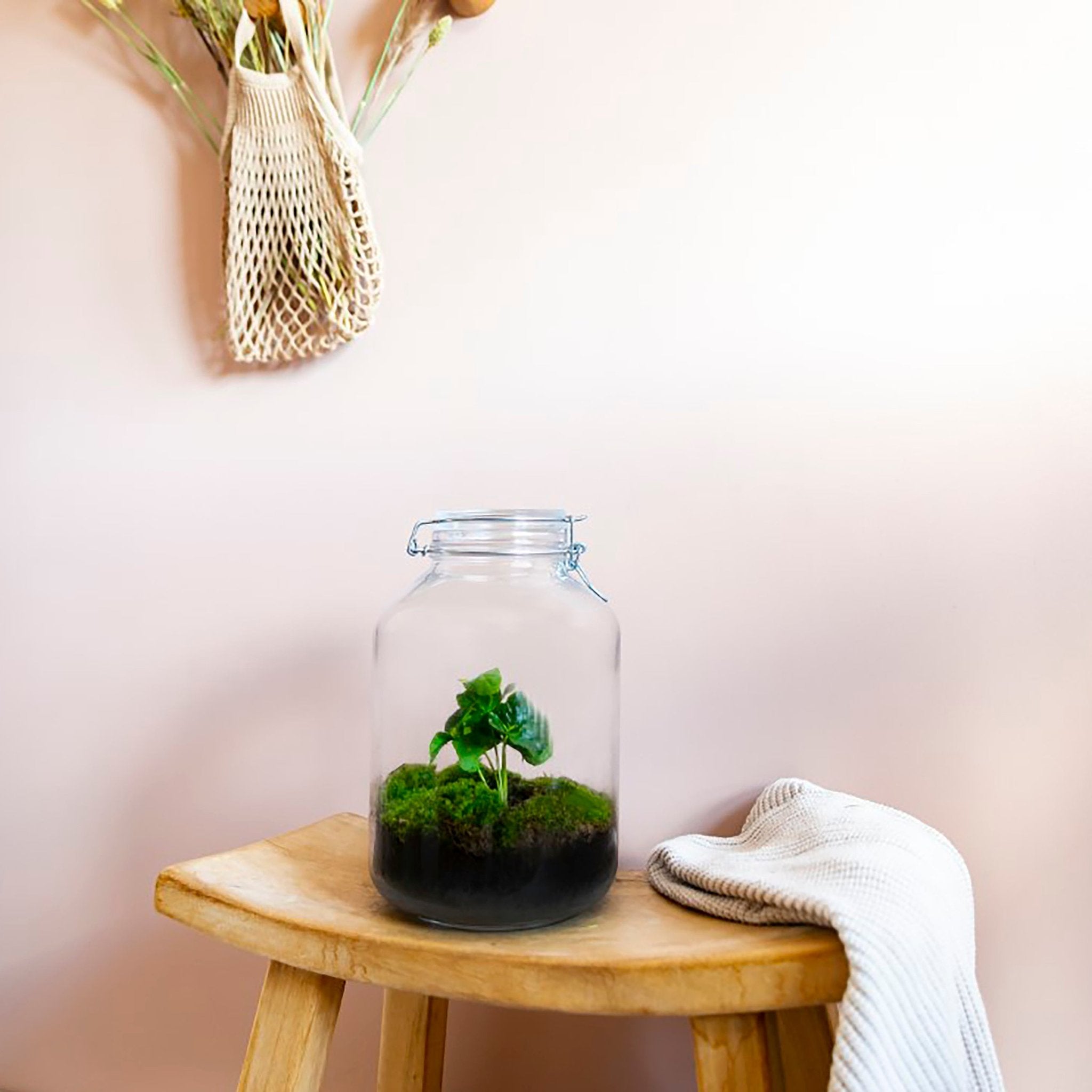 Gaia Coffea - Terrarium - 30cm