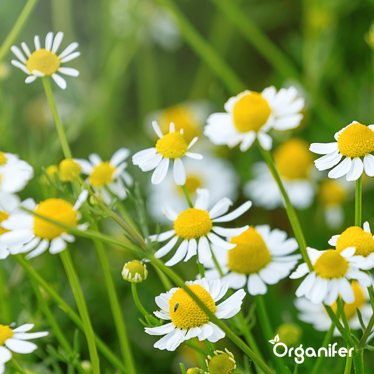 Organifer - Biologische Kruidenzaden Pakket – 10 Soorten