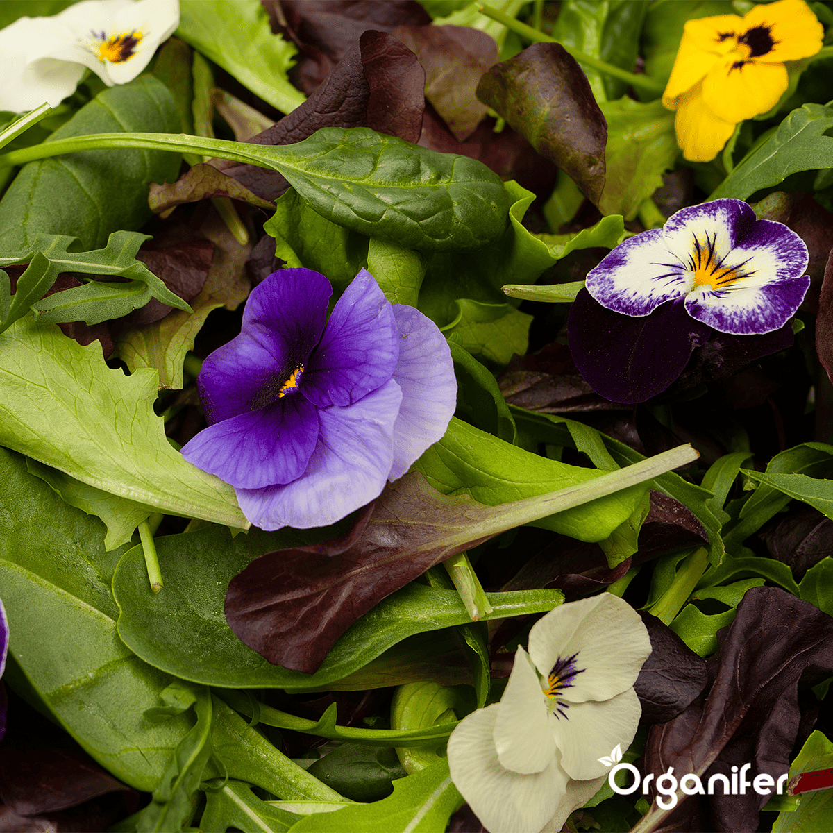 Organifer - Eetbare Bloemen Zaden Pakket - 11 Soorten