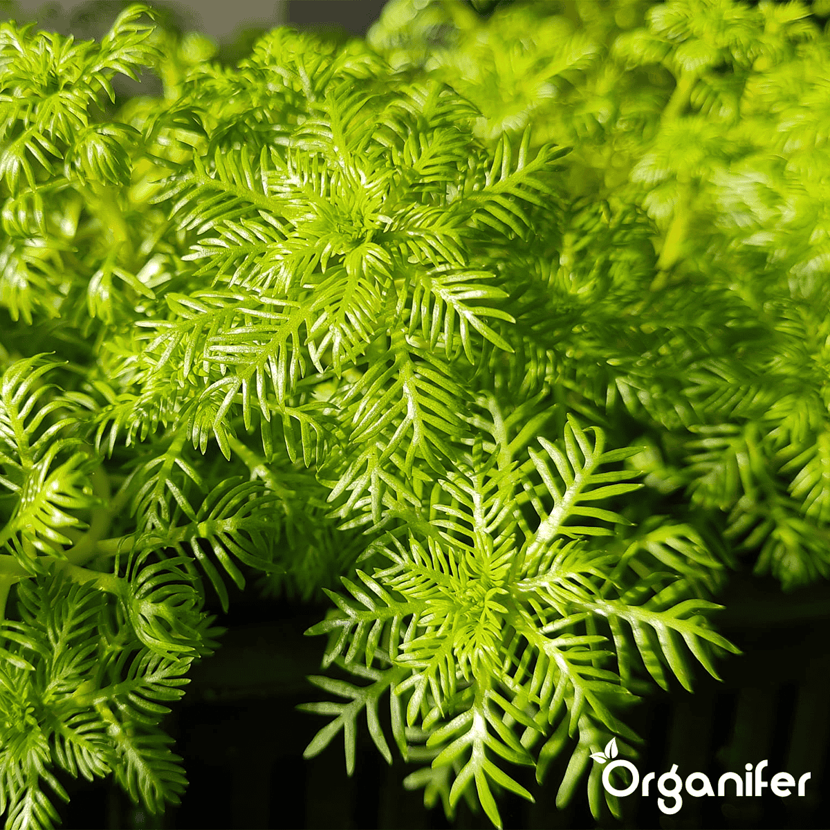 Organifer - EM Vijverballen met plantvoeding (20 stuks - voor 1 jaar plantvoeding)