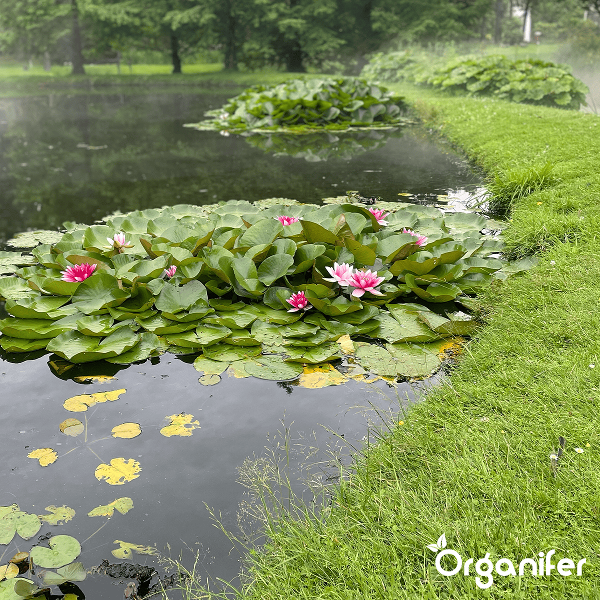 Organifer - EM Vijverballen met plantvoeding (6 stuks - voor 1 jaar plantvoeding)