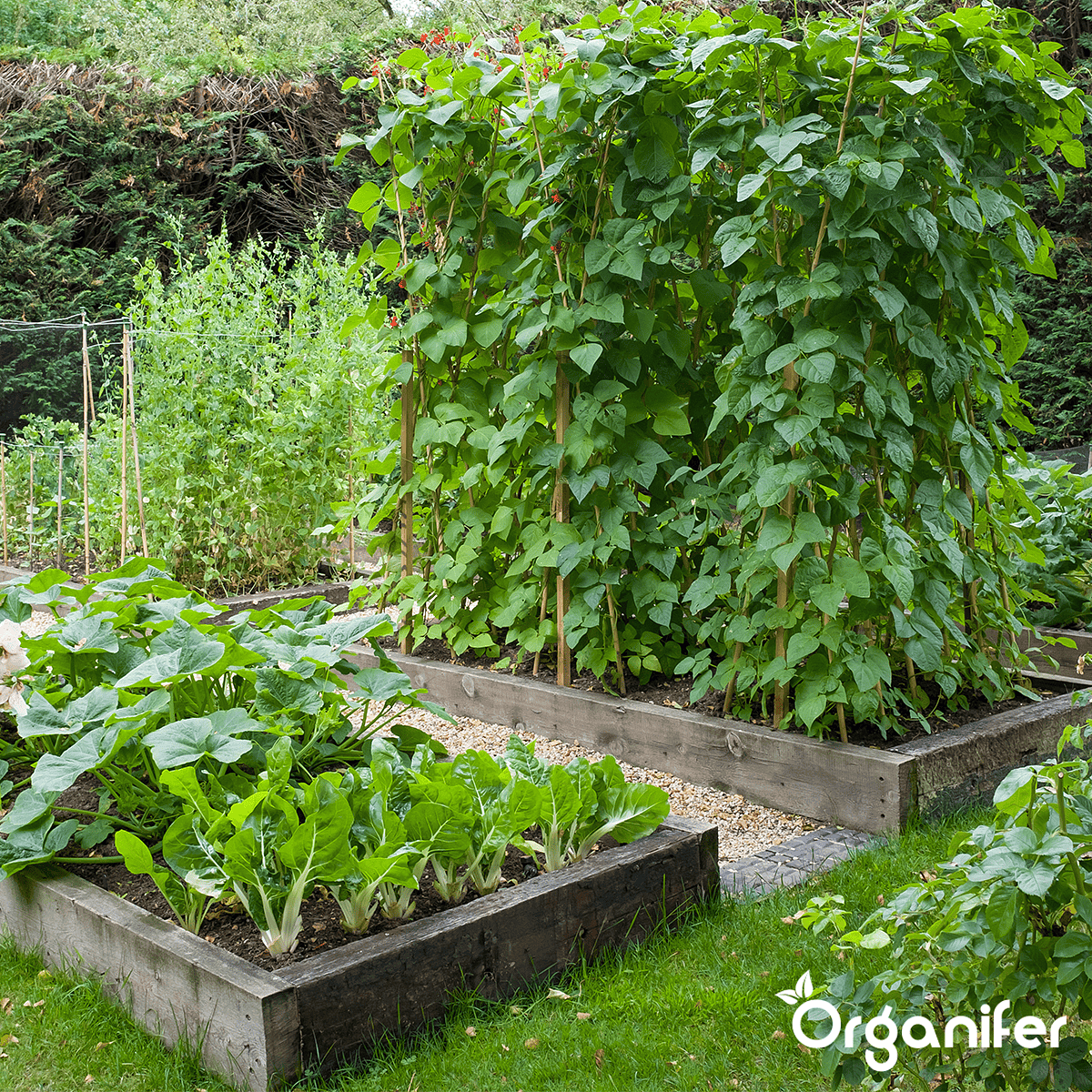 Organifer - Groentezaden Pakket – 25 Culinaire Soorten