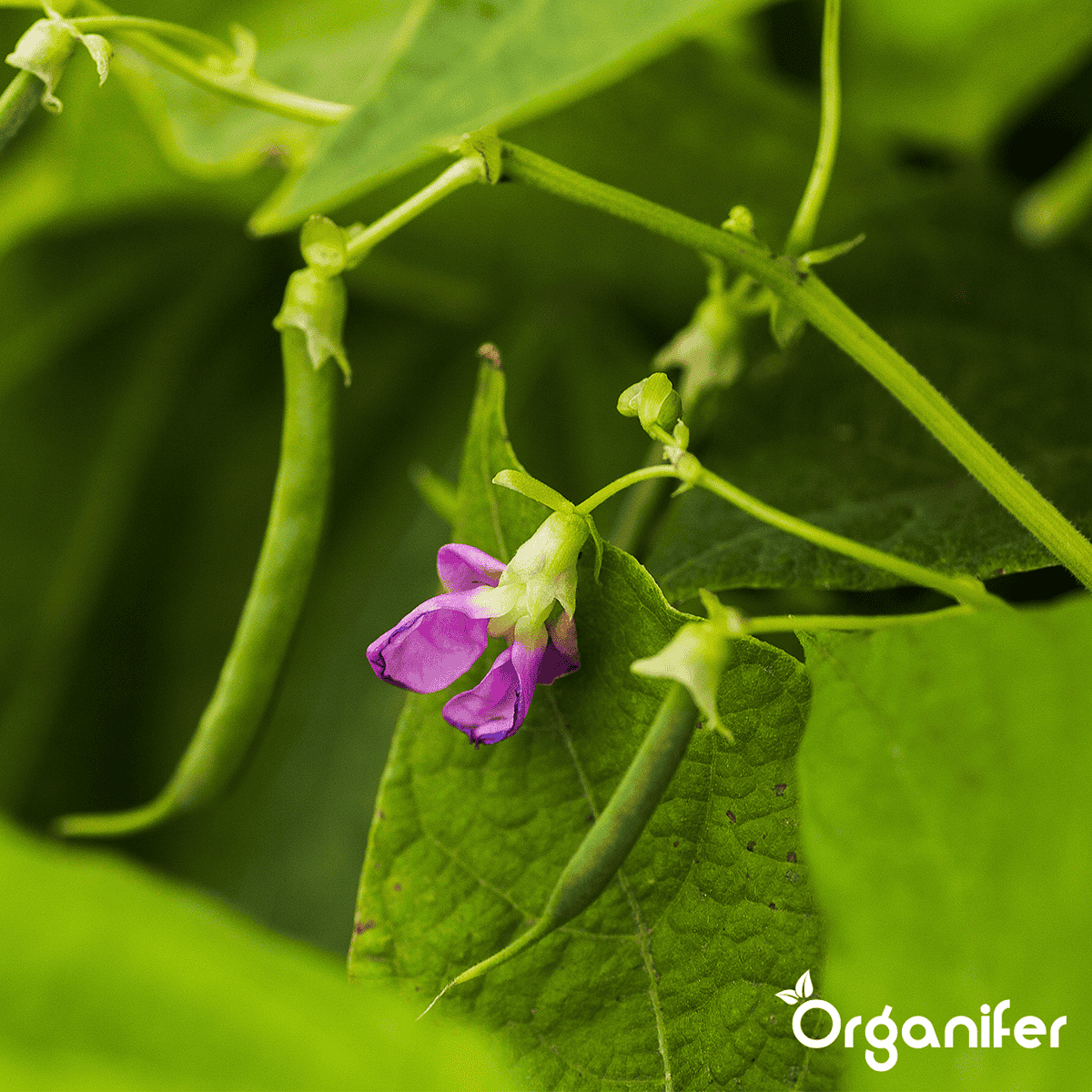 Organifer - Groentezaden Pakket – 25 Culinaire Soorten