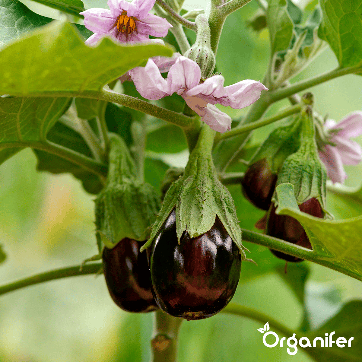 Organifer - Groentezaden Pakket – 25 Culinaire Soorten