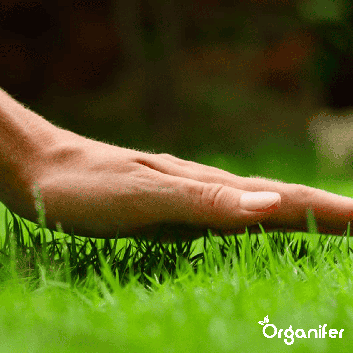 Organifer - Herstelgazon Graszaad – Resilient (1 kg voor 50 m2)