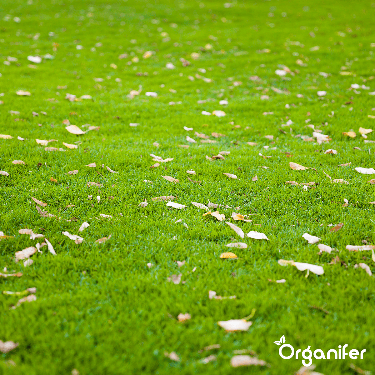 Organifer - Herstelgazon Graszaad – Resilient (1 kg voor 50 m2)