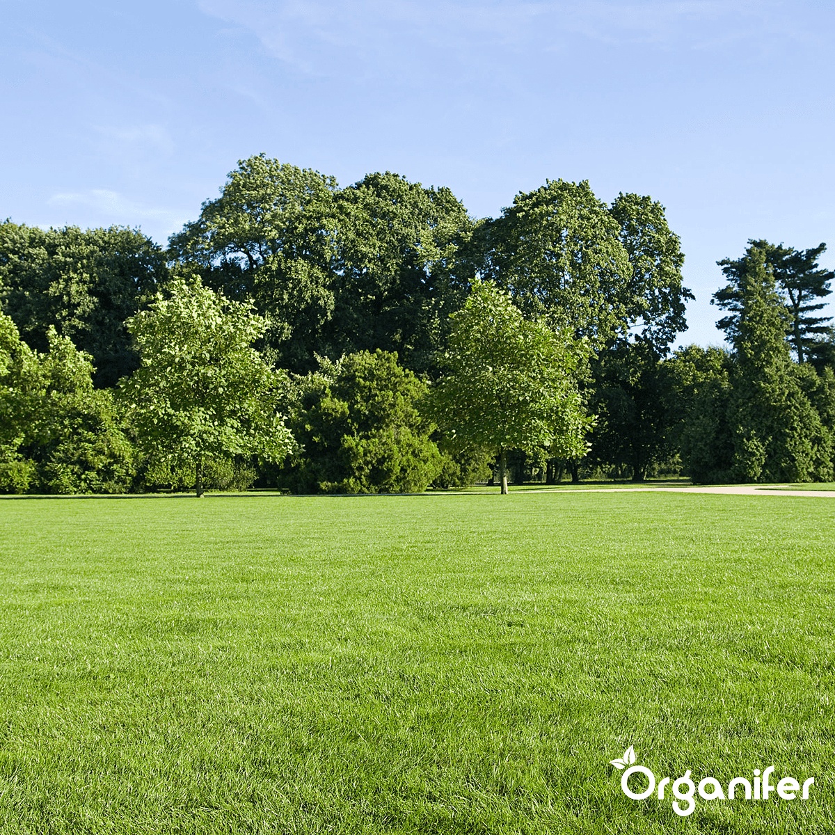 Organifer - Herstelgazon Graszaad – Resilient (15 kg voor 750 m2)