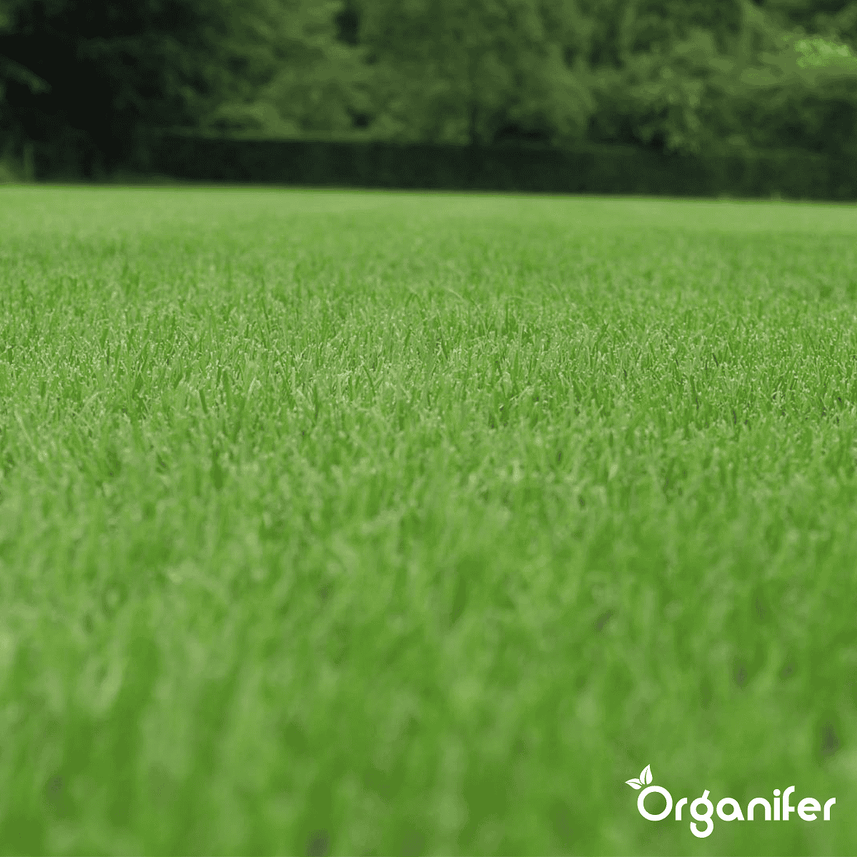 Organifer - Herstelgazon Graszaad – Resilient (15 kg voor 750 m2)