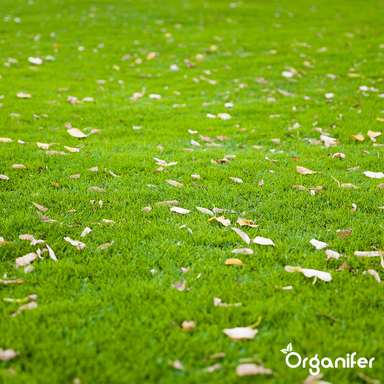 Organifer - Herstelgazon Graszaad – Resilient (5 kg voor 250 m2)