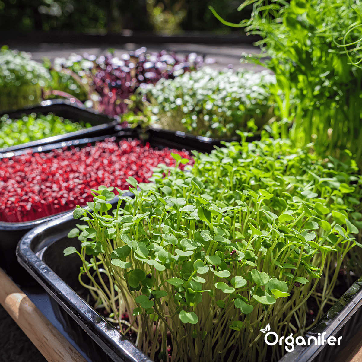 Organifer - Microgreens  (Babyleaf &  Microleaf) Pakket -  12 Soorten