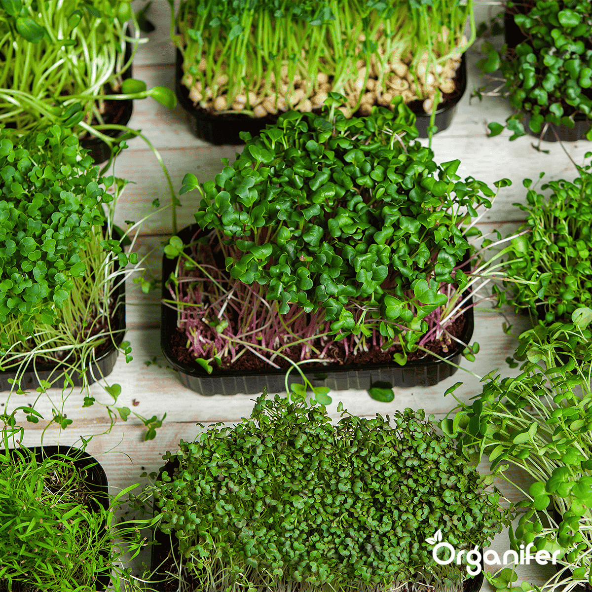 Organifer - Microgreens  (Babyleaf &  Microleaf) Pakket -  12 Soorten