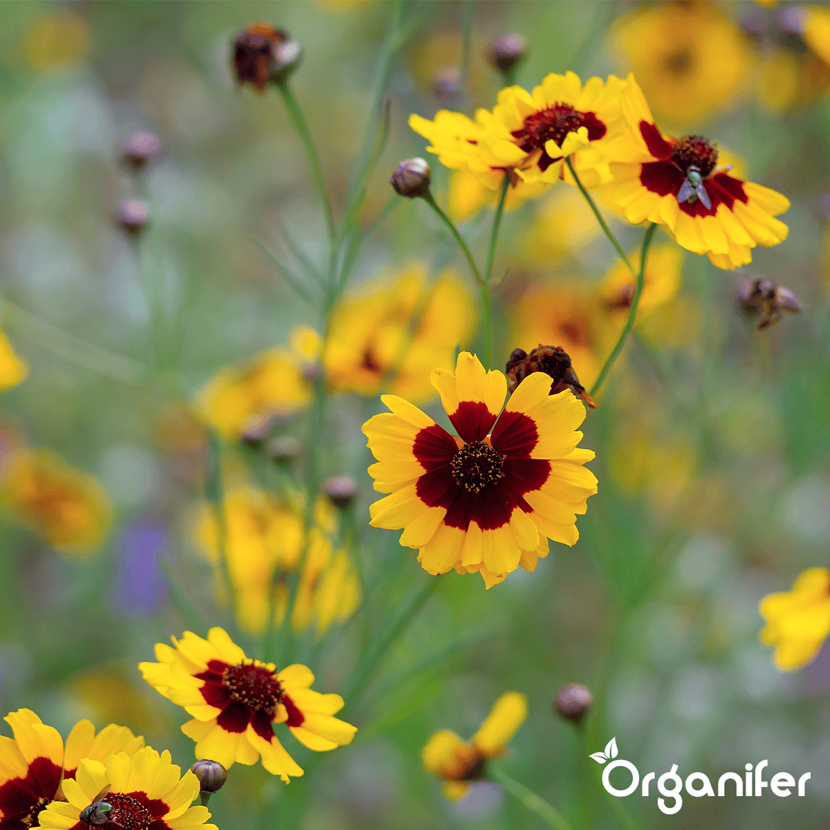 Organifer - Plukbloemen mengsel – Colour – 32 soorten Snijbloemen (100 g voor 50 m2)