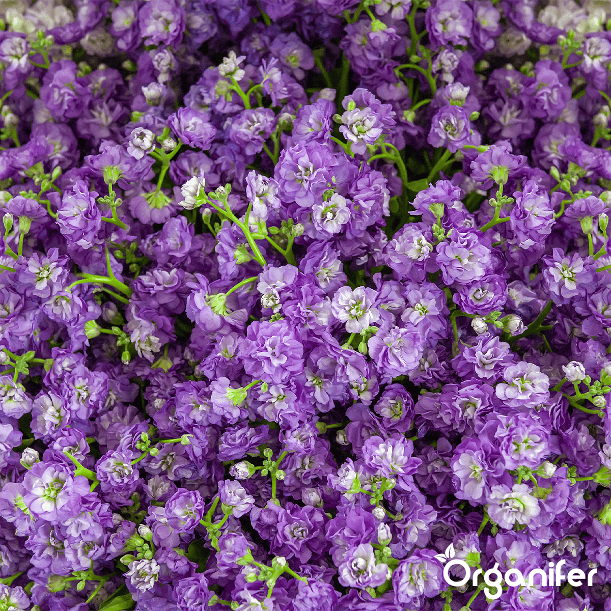 Organifer - Plukbloemen mengsel – Colour – 32 soorten Snijbloemen (100 g voor 50 m2)