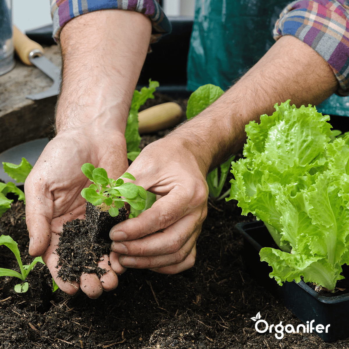 Organifer - Salade Zaden Pakket - 20 soorten