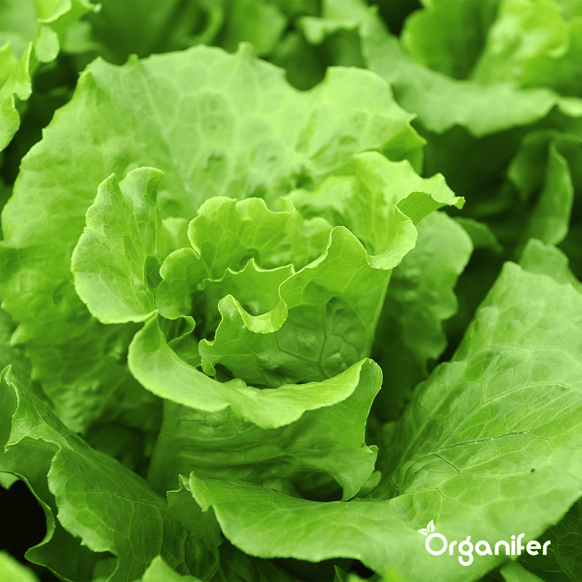 Organifer - Salade Zaden Pakket - 20 soorten