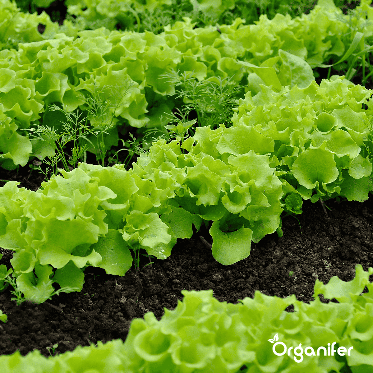 Organifer - Salade Zaden Pakket - 20 soorten