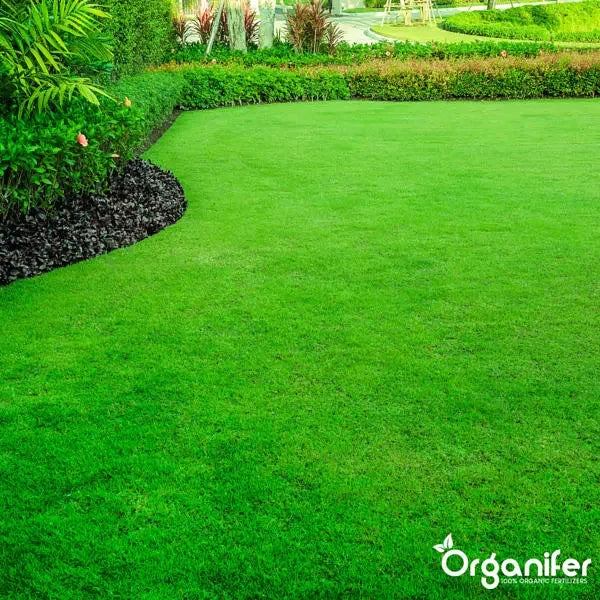 Organifer - Schaduwgazon Graszaad – Elegant (1 kg voor 50 m2)