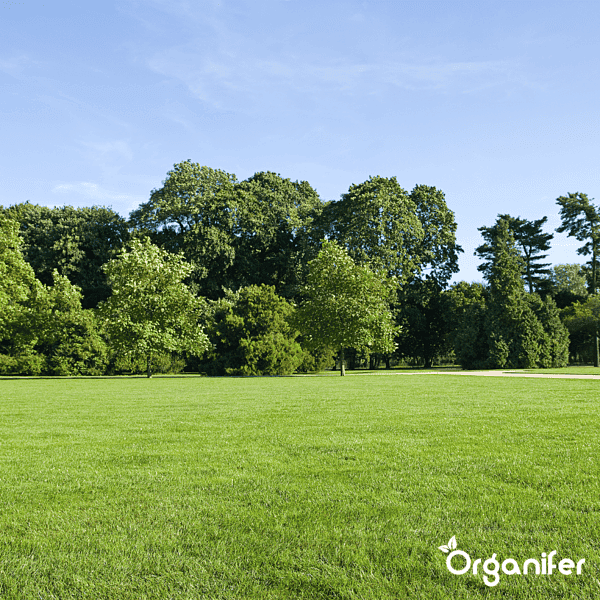 Organifer - Schaduwgazon Graszaad – Elegant (1 kg voor 50 m2)