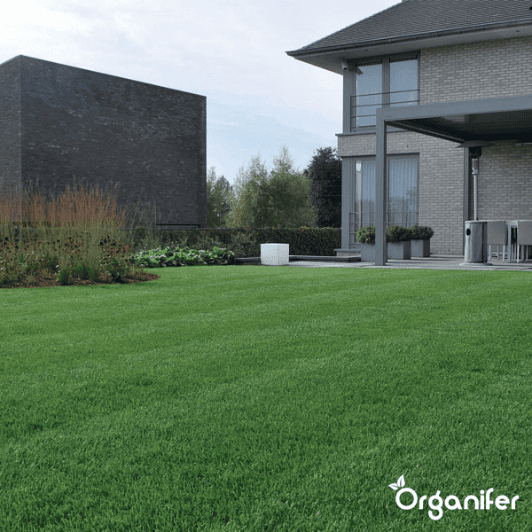 Organifer - Schaduwgazon Graszaad – Elegant (5 kg voor 250 m2)