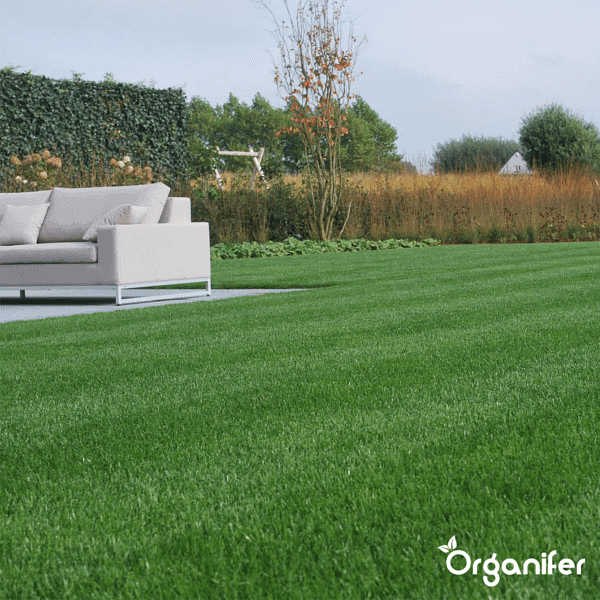 Organifer - Schaduwgazon Graszaad – Elegant (5 kg voor 250 m2)