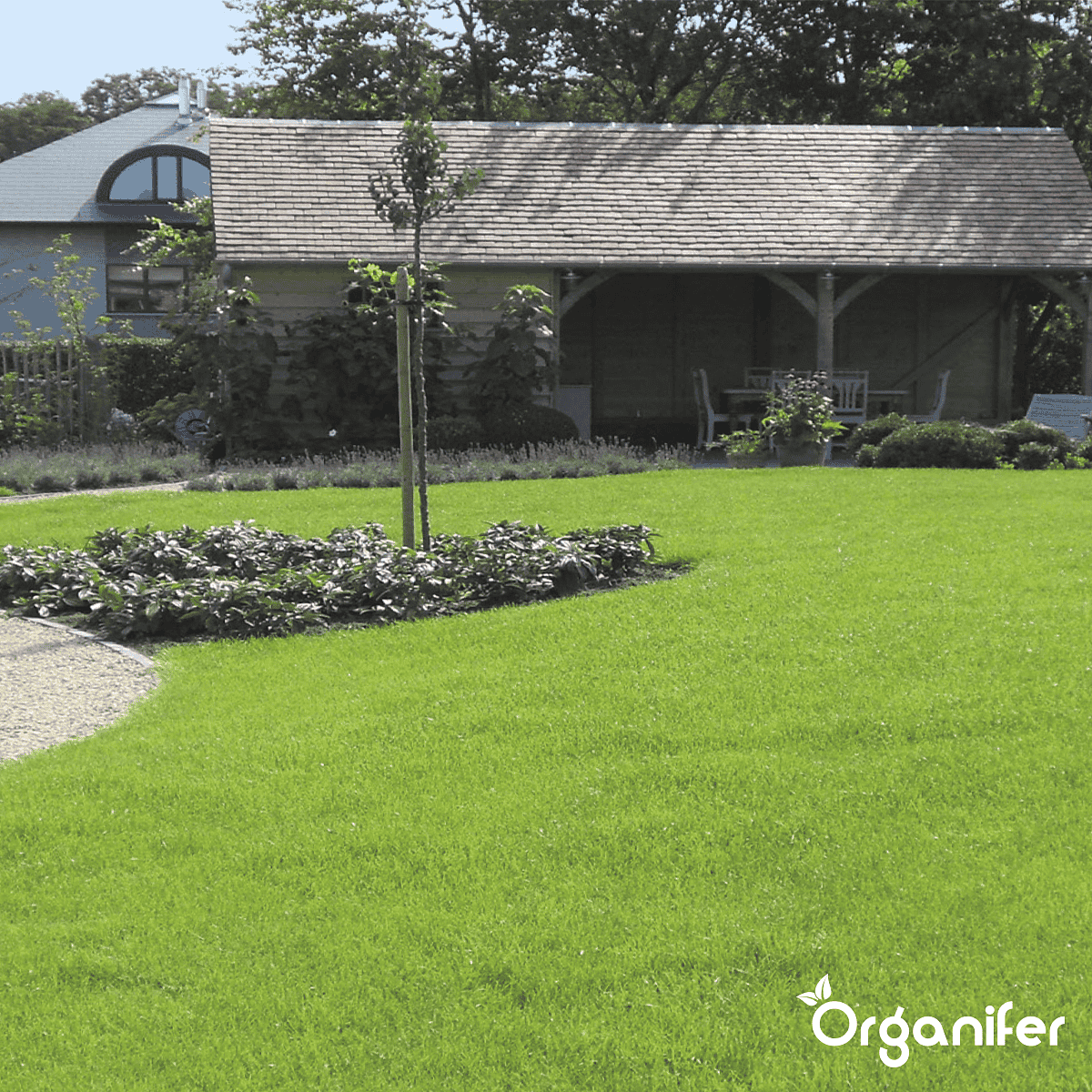 Organifer - Siergazon Graszaad – Elegant (5 kg voor 250 m2)
