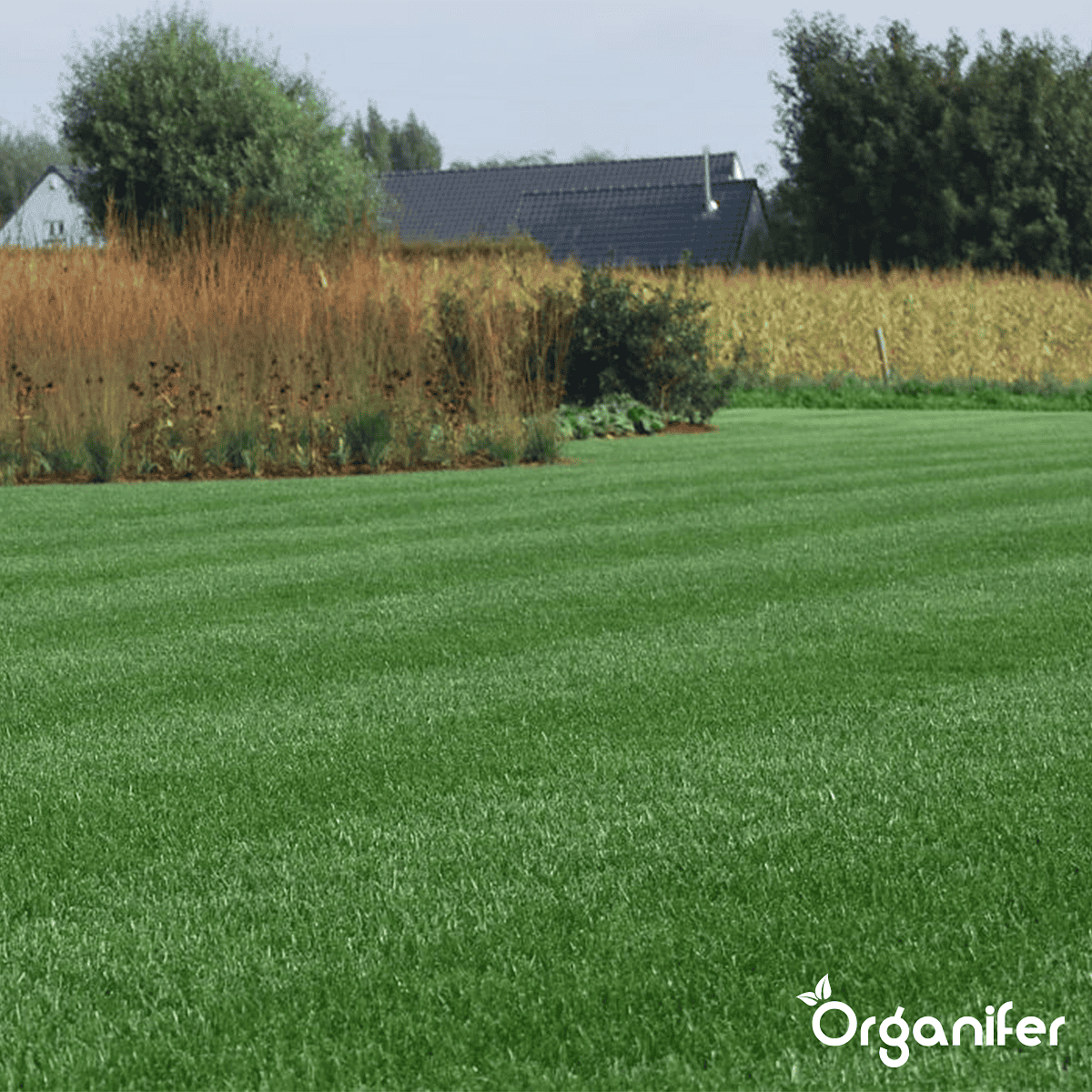 Organifer - Siergazon Graszaad – Elegant (5 kg voor 250 m2)