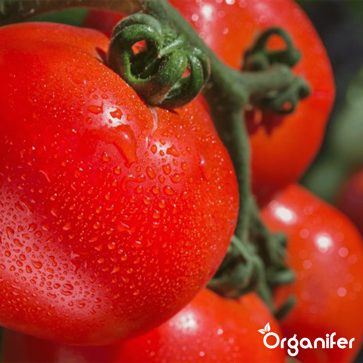 Organifer - Tomatenzaden Pakket - 13 Soorten